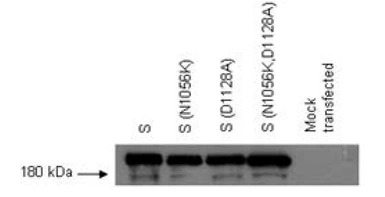 SARS-CoV Spike (SΔ3) antibody 