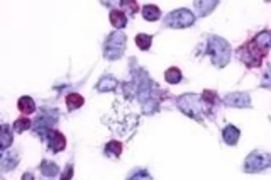 PTGER4 / EP4 antibody