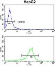 GGT5 antibody, N-term