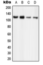 ORC1 antibody
