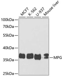 MPG antibody