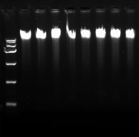 哺乳动物血液基因组DNA提取试剂盒