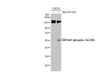 Chk1 (phospho Ser345) antibody
