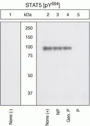 STAT5A (phospho Tyr694) antibo