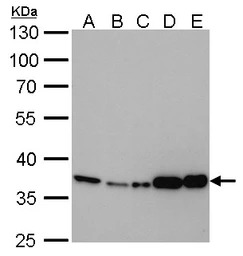 GAPDH antibody [GT239]