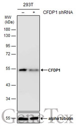 CFDP1 antibody [GT9612]