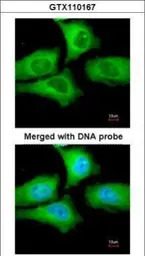 TCP1 epsilon antibody [N1C1]