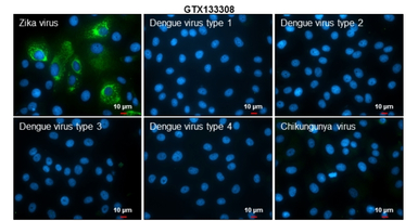 Zika virus NS2B protein antibo