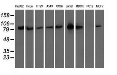 OSBPL11 antibody [6H9]