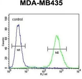 Exonuclease 5 antibody