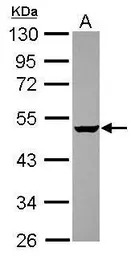 GABPB2 antibody