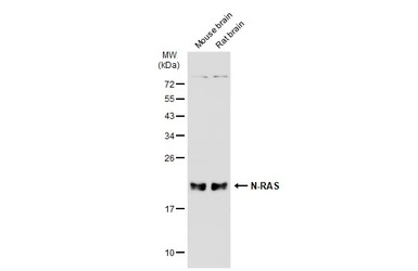 N-RAS antibody