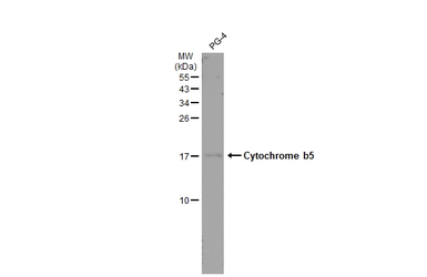 Cytochrome b5 antibody [N1C3]