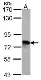 TGFBI antibody [C1C3]