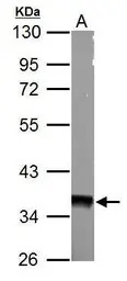 AMPK gamma 1 antibody