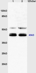 C3orf21 antibody