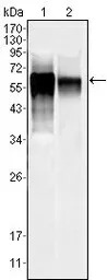 JNK3 antibody [10E4A4]