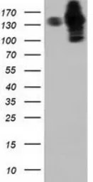 HDAC6 antibody [4C5]
