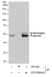 Fibrinogen gamma antibody