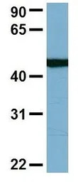 C22ORF28 antibody, N-term