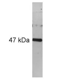 PAX6 antibody