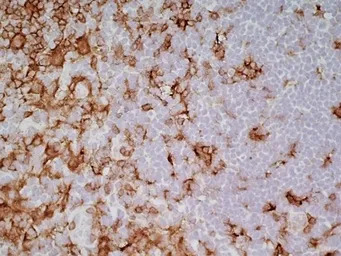 CD4 (Domain 1) antibody [OX-38