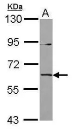 IL1RL2 antibody [C1C3]
