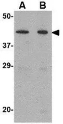 NP2 antibody