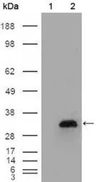 Apolipoprotein A1 antibody [5F