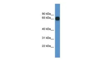 CPNE6 antibody, C-term