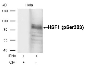 HSF1 (phospho Ser303) antibody