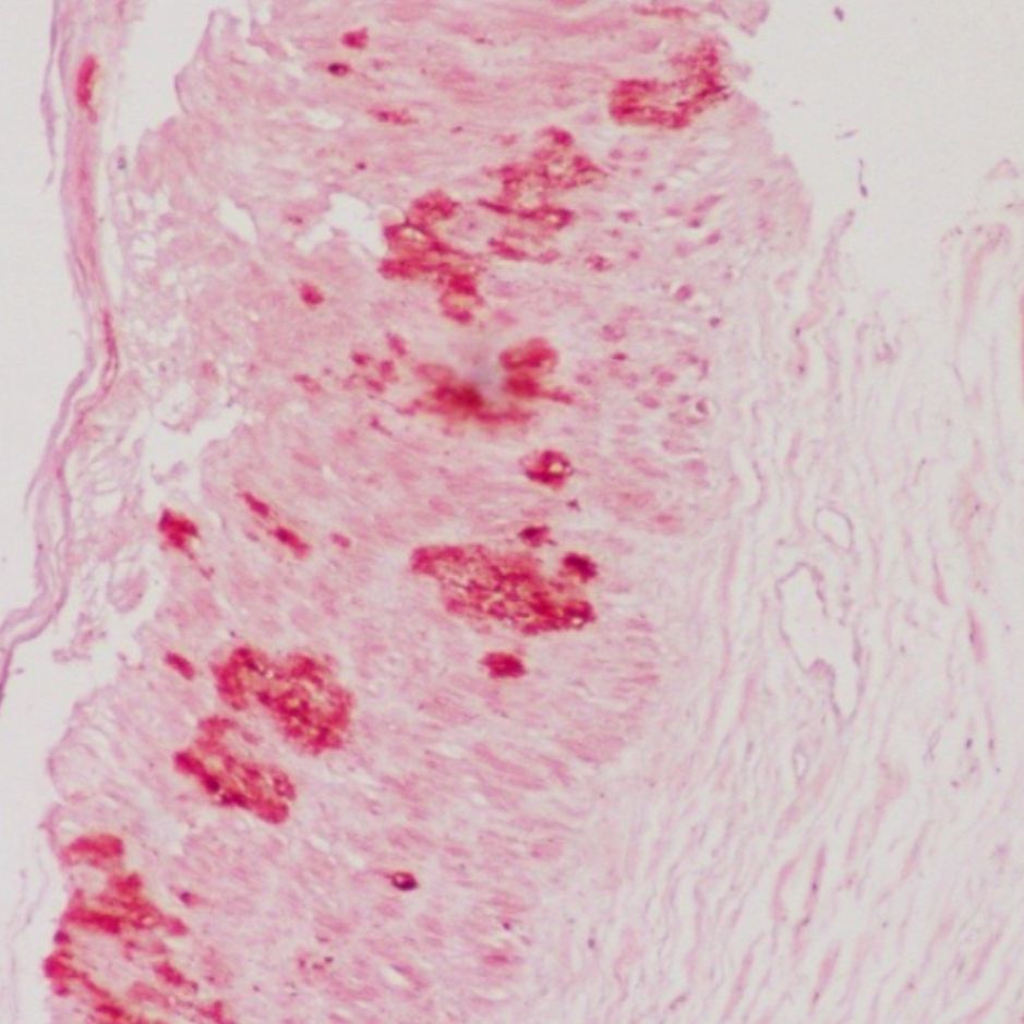 茜素红染色服务