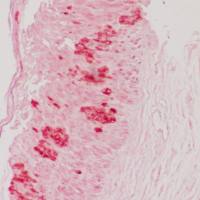 茜素红染色服务