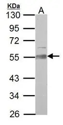 AAMP antibody