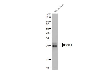 RBPMS antibody