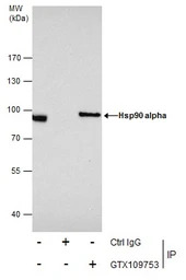 Hsp90 alpha antibody