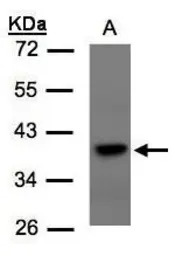 TCF19 antibody