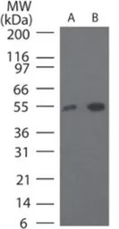 TRF41 antibody