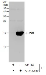 PBR antibody