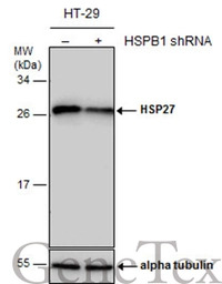 HSP27 antibody