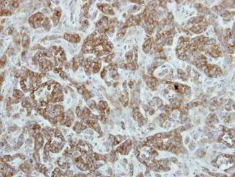 TRIP6 antibody [N3C3]