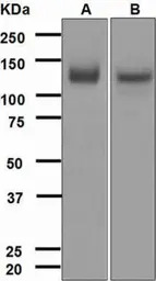 TrkA antibody [EPR1104(2)]
