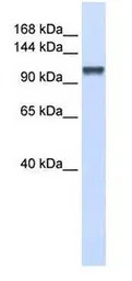 CHERP antibody