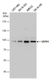 VEPH1 antibody