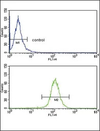 ABCG1 antibody, Internal