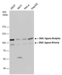 DNA ligase III antibody