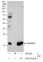 Centrin 1 antibody [N1C3]