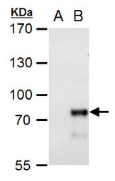 MBD4 antibody
