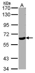 WDR1 antibody