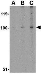NPAS3 antibody